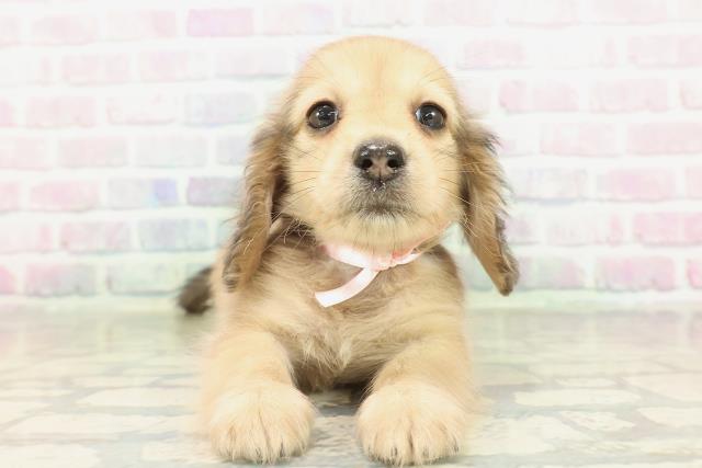 東京都のカニンヘンダックスフンド(ロング) (Coo&RIKU秋葉原店/2026年2月18日生まれ/女の子/シェーデットイエロー)の子犬の1枚目の画像