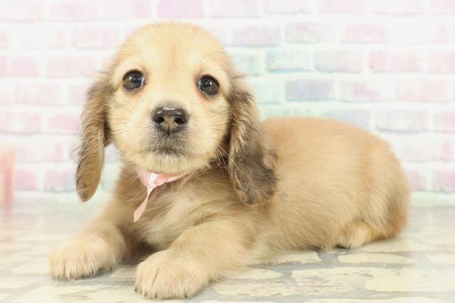 東京都のカニンヘンダックスフンド(ロング) (Coo&RIKU秋葉原店/2026年2月18日生まれ/女の子/シェーデットイエロー)の子犬の2枚目の画像