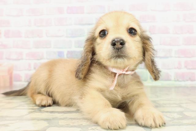 東京都のカニンヘンダックスフンド(ロング) (Coo&RIKU秋葉原店/2026年2月18日生まれ/女の子/シェーデットイエロー)の子犬の3枚目の画像