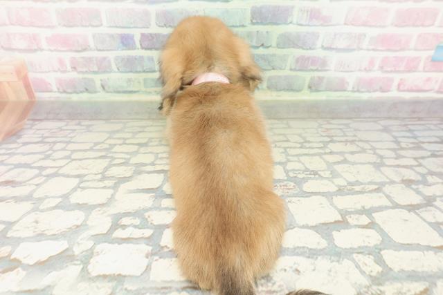 東京都のカニンヘンダックスフンド(ロング) (Coo&RIKU秋葉原店/2026年2月18日生まれ/女の子/シェーデットイエロー)の子犬の4枚目の画像