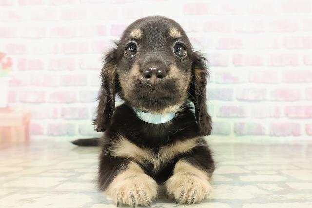 東京都のカニンヘンダックスフンド(ロング) (Coo&RIKU足立本店/2026年2月18日生まれ/男の子/ブラックイエロー)の子犬の1枚目の画像