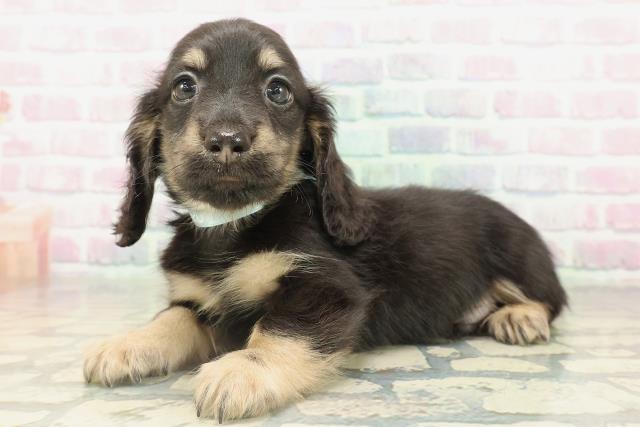 東京都のカニンヘンダックスフンド(ロング) (Coo&RIKU足立本店/2026年2月18日生まれ/男の子/ブラックイエロー)の子犬の2枚目の画像