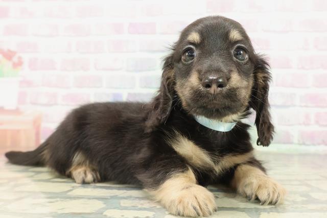 東京都のカニンヘンダックスフンド(ロング) (Coo&RIKU足立本店/2026年2月18日生まれ/男の子/ブラックイエロー)の子犬の3枚目の画像