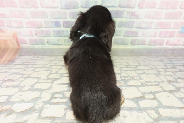 東京都のカニンヘンダックスフンド(ロング) (Coo&RIKU足立本店/2026年2月18日生まれ/男の子/ブラックイエロー)の子犬の4枚目の画像