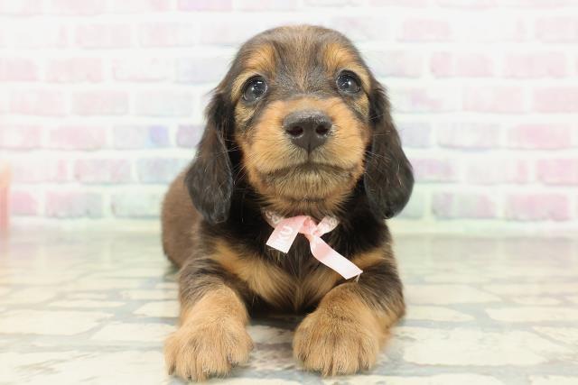 神奈川県のカニンヘンダックスフンド(ロング) (Coo&RIKU秦野店/2026年2月17日生まれ/女の子/レッド)の子犬の1枚目の画像