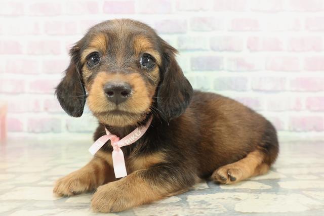 神奈川県のカニンヘンダックスフンド(ロング) (Coo&RIKU秦野店/2026年2月17日生まれ/女の子/レッド)の子犬の2枚目の画像