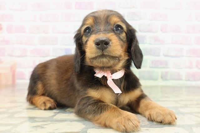 神奈川県のカニンヘンダックスフンド(ロング) (Coo&RIKU秦野店/2026年2月17日生まれ/女の子/レッド)の子犬の3枚目の画像