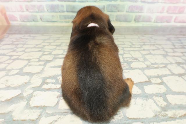 神奈川県のカニンヘンダックスフンド(ロング) (Coo&RIKU秦野店/2026年2月17日生まれ/女の子/レッド)の子犬の4枚目の画像