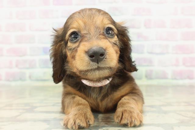 茨城県のカニンヘンダックスフンド(ロング) (Coo&RIKU日立店/2026年2月17日生まれ/女の子/レッド)の子犬の1枚目の画像