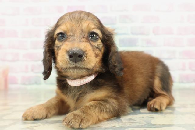 茨城県のカニンヘンダックスフンド(ロング) (Coo&RIKU日立店/2026年2月17日生まれ/女の子/レッド)の子犬の2枚目の画像