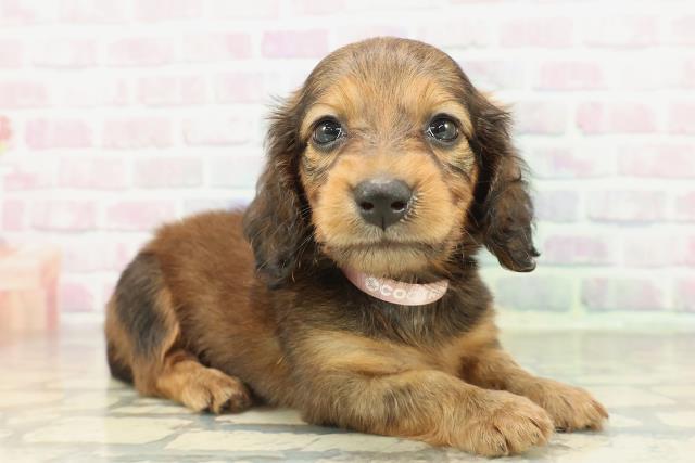 茨城県のカニンヘンダックスフンド(ロング) (Coo&RIKU日立店/2026年2月17日生まれ/女の子/レッド)の子犬の3枚目の画像