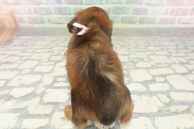 茨城県のカニンヘンダックスフンド(ロング) (Coo&RIKU日立店/2026年2月17日生まれ/女の子/レッド)の子犬の4枚目の画像