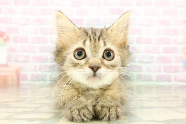 マンチカン（長足）