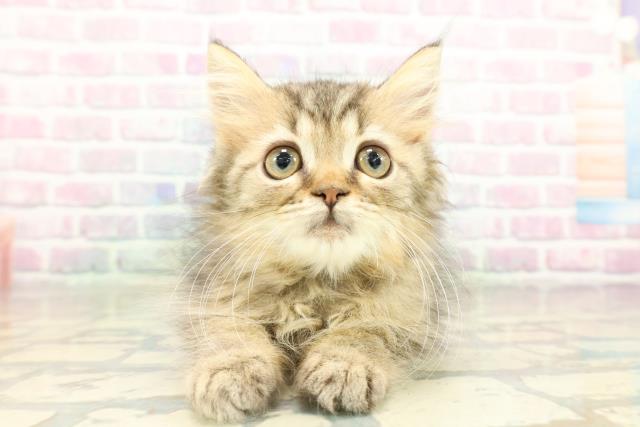 マンチカン（長足）