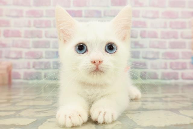 埼玉県のミヌエット (Coo&RIKU熊谷ニットーモール店/2026年1月25日生まれ/女の子/ホワイト)の子猫の1枚目の画像