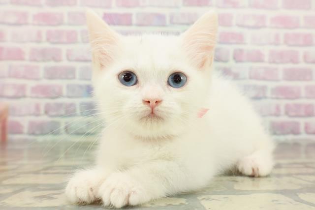 埼玉県のミヌエット (Coo&RIKU熊谷ニットーモール店/2026年1月25日生まれ/女の子/ホワイト)の子猫の2枚目の画像