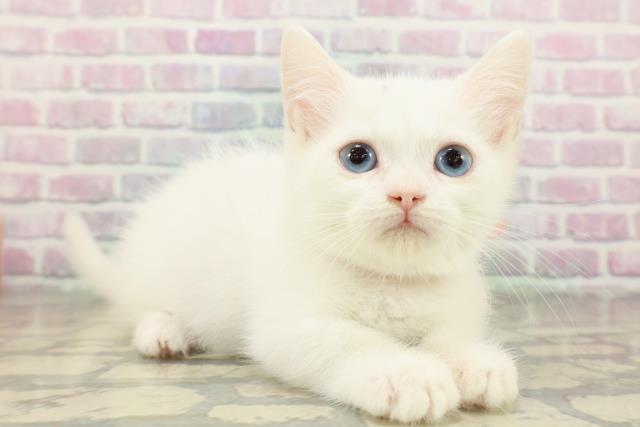 埼玉県のミヌエット (Coo&RIKU熊谷ニットーモール店/2026年1月25日生まれ/女の子/ホワイト)の子猫の3枚目の画像