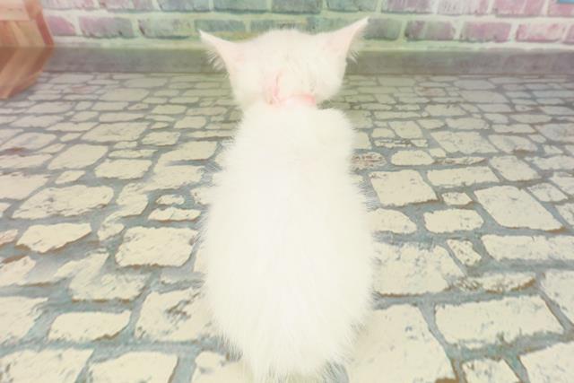 埼玉県のミヌエット (Coo&RIKU熊谷ニットーモール店/2026年1月25日生まれ/女の子/ホワイト)の子猫の4枚目の画像