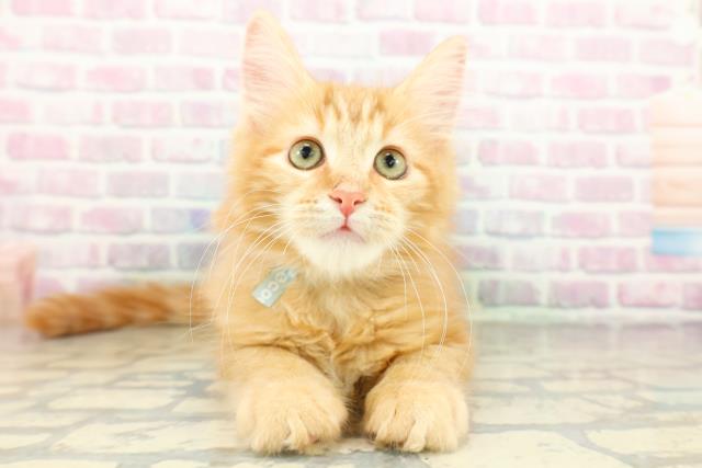 群馬県のメインクーン (Coo&RIKUDCM館林店/2026年1月15日生まれ/男の子/レッドタビー)の子猫の1枚目の画像