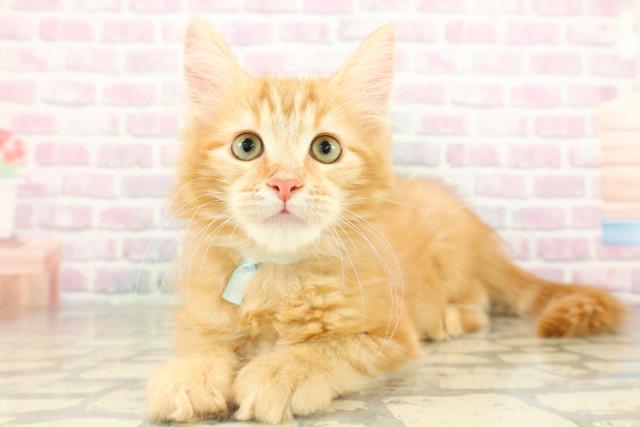 群馬県のメインクーン (Coo&RIKUDCM館林店/2026年1月15日生まれ/男の子/レッドタビー)の子猫の2枚目の画像