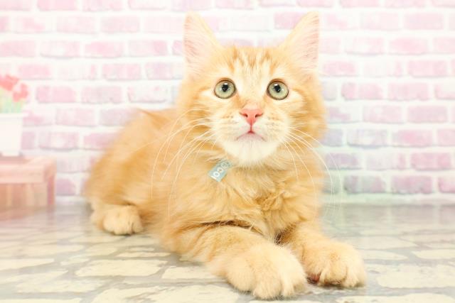 群馬県のメインクーン (Coo&RIKUDCM館林店/2026年1月15日生まれ/男の子/レッドタビー)の子猫の3枚目の画像