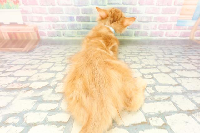 群馬県のメインクーン (Coo&RIKUDCM館林店/2026年1月15日生まれ/男の子/レッドタビー)の子猫の4枚目の画像