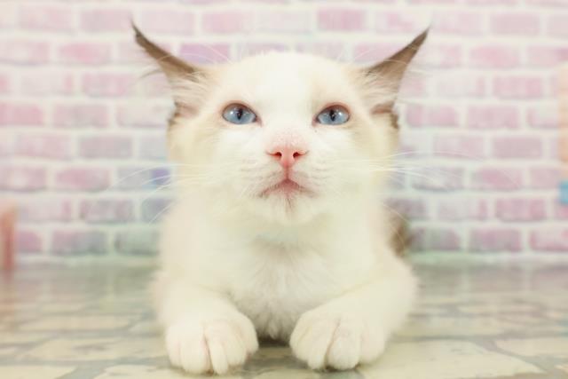 茨城県のラグドール (Coo&RIKU日立店/2026年1月14日生まれ/男の子/シールポイントバイカラー)の子猫の1枚目の画像