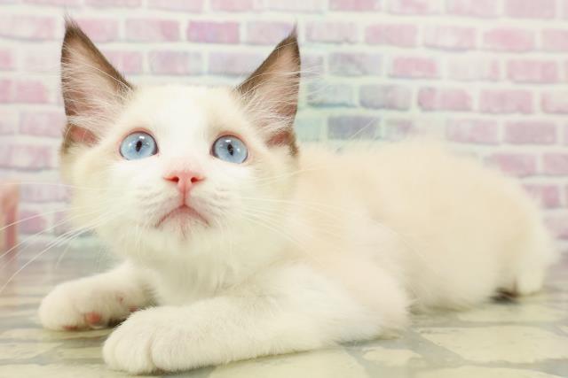 茨城県のラグドール (Coo&RIKU日立店/2026年1月14日生まれ/男の子/シールポイントバイカラー)の子猫の2枚目の画像