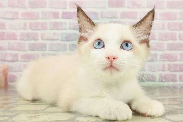 茨城県のラグドール (Coo&RIKU日立店/2026年1月14日生まれ/男の子/シールポイントバイカラー)の子猫の3枚目の画像