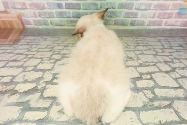 茨城県のラグドール (Coo&RIKU日立店/2026年1月14日生まれ/男の子/シールポイントバイカラー)の子猫の4枚目の画像