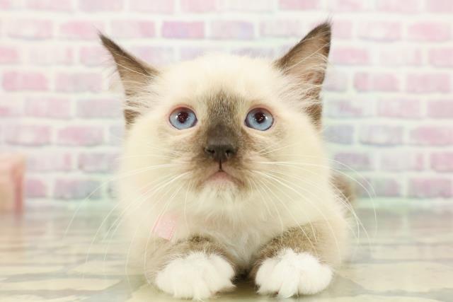 神奈川県のラグドール (Coo&RIKU横浜港南台店/2026年2月15日生まれ/女の子/シールポイントミテッド)の子猫の1枚目の画像