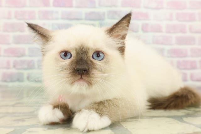 神奈川県のラグドール (Coo&RIKU横浜港南台店/2026年2月15日生まれ/女の子/シールポイントミテッド)の子猫の2枚目の画像