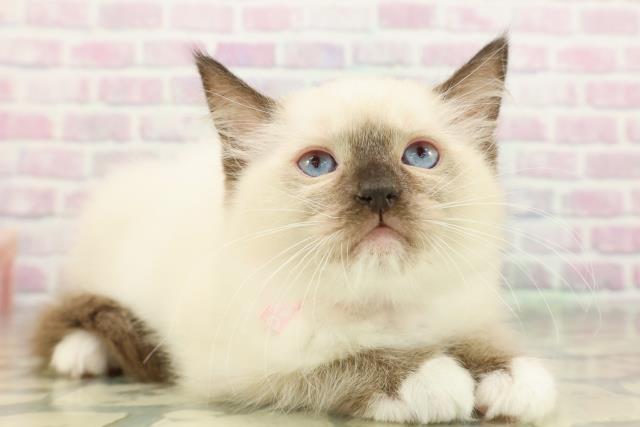 神奈川県のラグドール (Coo&RIKU横浜港南台店/2026年2月15日生まれ/女の子/シールポイントミテッド)の子猫の3枚目の画像