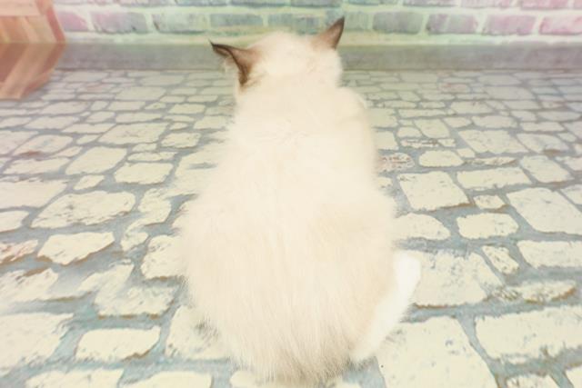 神奈川県のラグドール (Coo&RIKU横浜港南台店/2026年2月15日生まれ/女の子/シールポイントミテッド)の子猫の4枚目の画像