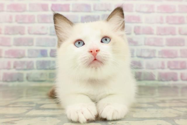 神奈川県のラグドール (Coo&RIKU秦野店/2026年2月15日生まれ/女の子/シールポイントバイカラー)の子猫の1枚目の画像