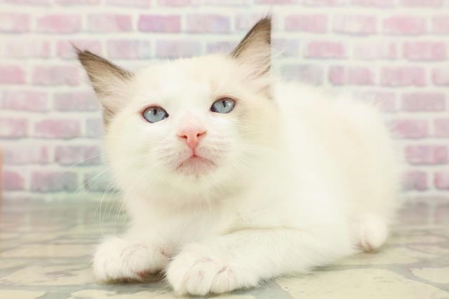 神奈川県のラグドール (Coo&RIKU秦野店/2026年2月15日生まれ/女の子/シールポイントバイカラー)の子猫の2枚目の画像