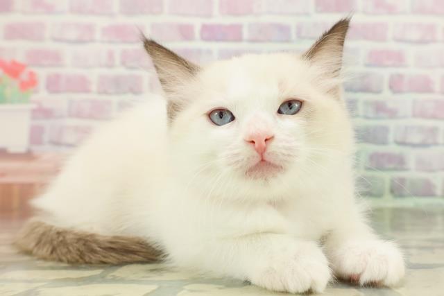 神奈川県のラグドール (Coo&RIKU秦野店/2026年2月15日生まれ/女の子/シールポイントバイカラー)の子猫の3枚目の画像