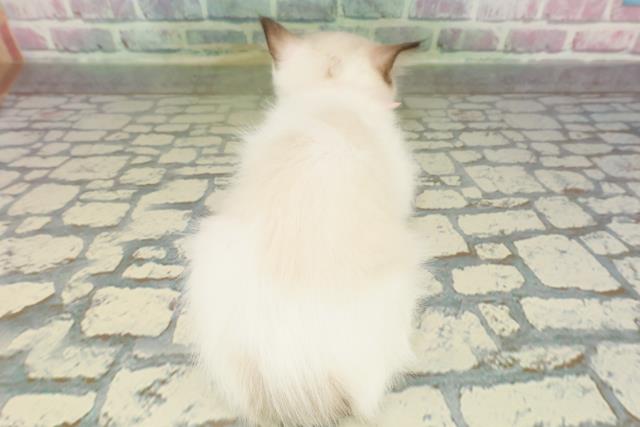 神奈川県のラグドール (Coo&RIKU秦野店/2026年2月15日生まれ/女の子/シールポイントバイカラー)の子猫の4枚目の画像