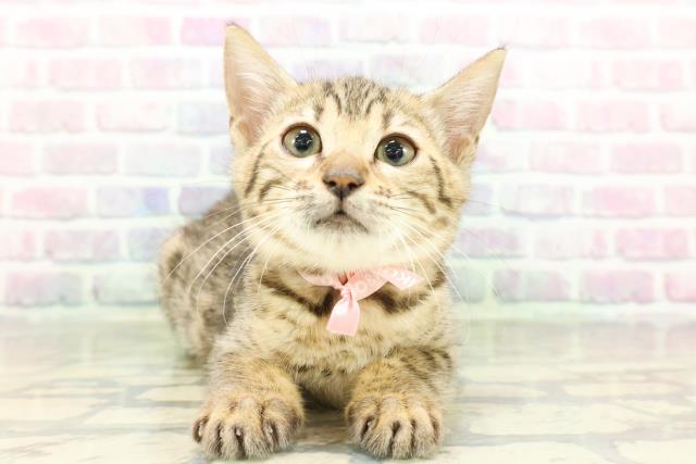 福島県のベンガル (Coo&RIKUいわき店/2026年2月1日生まれ/女の子/ブラウンスポットタビー)の子猫