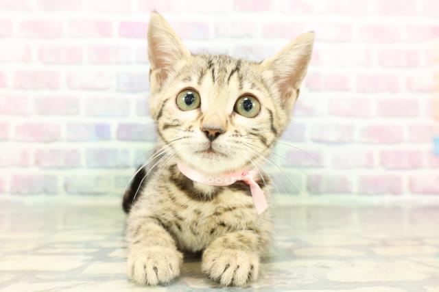 千葉県のベンガル (Coo&RIKUフレスポ稲毛店/2026年2月1日生まれ/女の子/ブラウンスポットタビー)の子猫の1枚目の画像