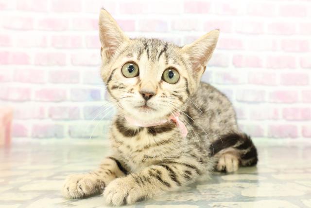 千葉県のベンガル (Coo&RIKUフレスポ稲毛店/2026年2月1日生まれ/女の子/ブラウンスポットタビー)の子猫の2枚目の画像