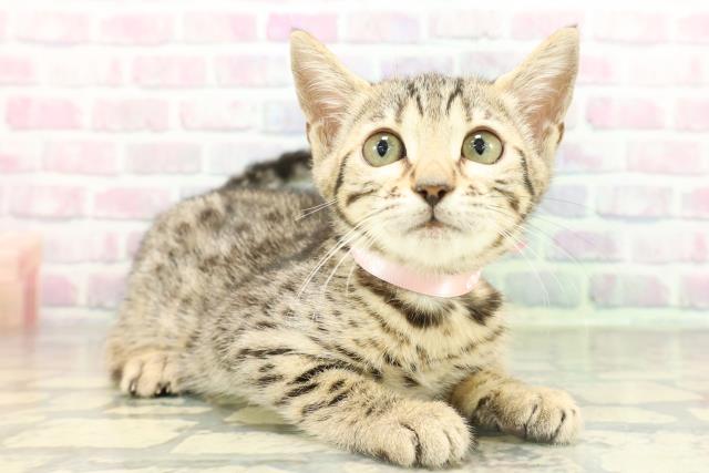 千葉県のベンガル (Coo&RIKUフレスポ稲毛店/2026年2月1日生まれ/女の子/ブラウンスポットタビー)の子猫の3枚目の画像