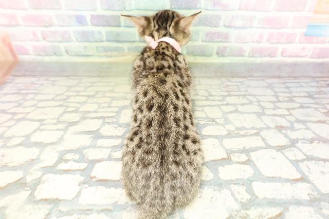 千葉県のベンガル (Coo&RIKUフレスポ稲毛店/2026年2月1日生まれ/女の子/ブラウンスポットタビー)の子猫の4枚目の画像