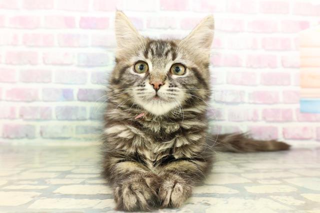 東京都のメインクーン (Coo&RIKU足立本店/2026年1月15日生まれ/女の子/ブラウンタビー)の子猫の1枚目の画像