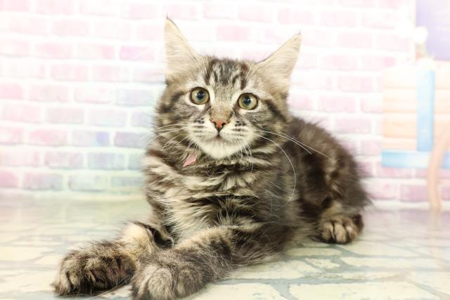 東京都のメインクーン (Coo&RIKU足立本店/2026年1月15日生まれ/女の子/ブラウンタビー)の子猫の2枚目の画像