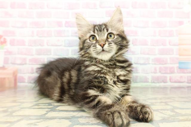 東京都のメインクーン (Coo&RIKU足立本店/2026年1月15日生まれ/女の子/ブラウンタビー)の子猫の3枚目の画像