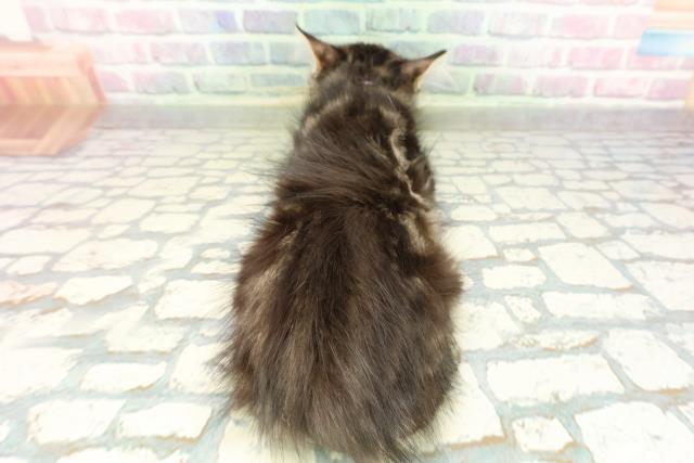 東京都のメインクーン (Coo&RIKU足立本店/2026年1月15日生まれ/女の子/ブラウンタビー)の子猫の4枚目の画像