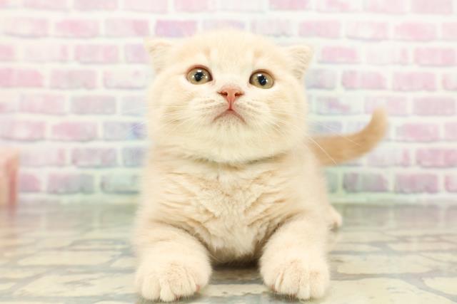 東京都のスコティッシュフォールド (Coo&RIKU板橋店/2026年2月9日生まれ/男の子/クリーム)の子猫の1枚目の画像