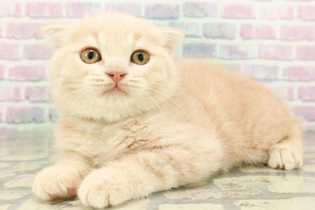 東京都のスコティッシュフォールド (Coo&RIKU板橋店/2026年2月9日生まれ/男の子/クリーム)の子猫の2枚目の画像