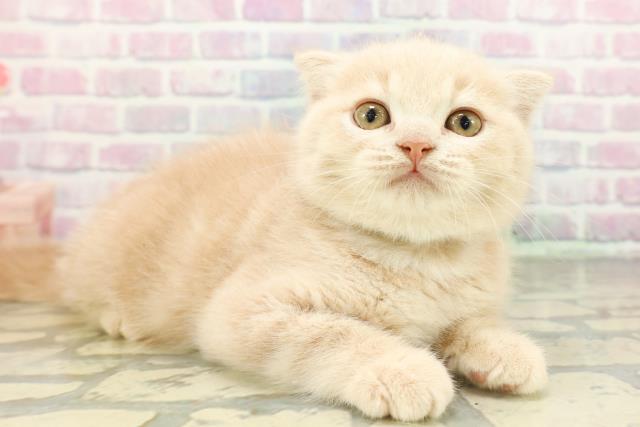 東京都のスコティッシュフォールド (Coo&RIKU板橋店/2026年2月9日生まれ/男の子/クリーム)の子猫の3枚目の画像